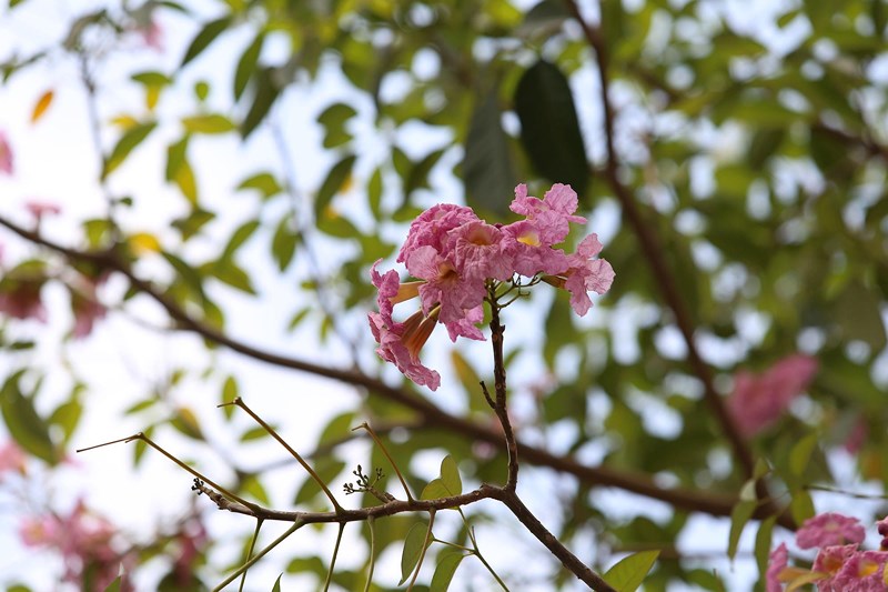 Ngắm[-]hoa[-]kèn[-]hồng[-]nở[-]rộ[-]giữa[-]Sài[-]Gòn